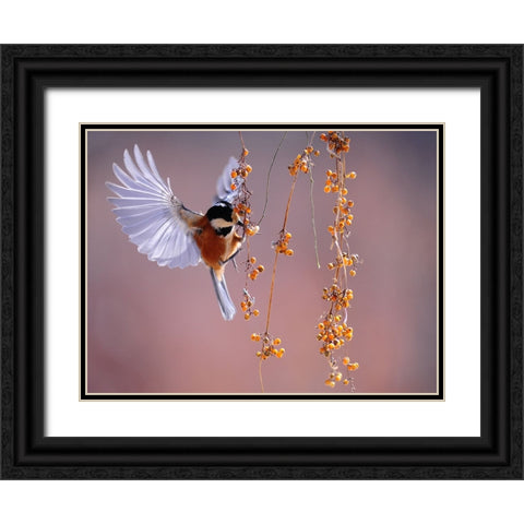Bird 63 Black Ornate Wood Framed Art Print with Double Matting by Lee, Rachel