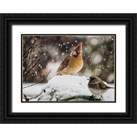 Bird 64 Black Ornate Wood Framed Art Print with Double Matting by Lee, Rachel