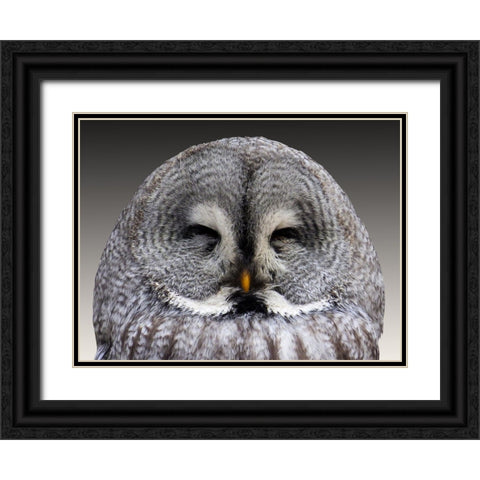 Bird 9 Black Ornate Wood Framed Art Print with Double Matting by Lee, Rachel