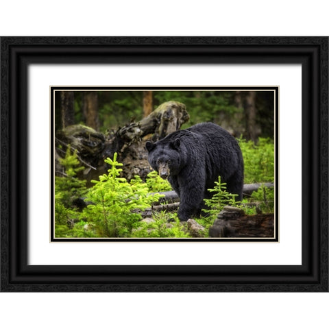 Black Bear Black Ornate Wood Framed Art Print with Double Matting by Lee, Rachel