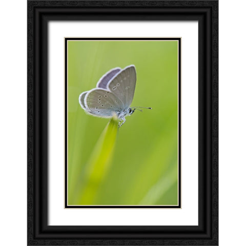 Butterfly 1 Black Ornate Wood Framed Art Print with Double Matting by Lee, Rachel