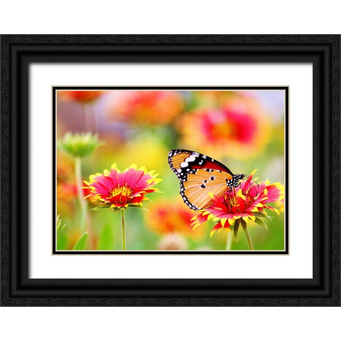 Butterfly 6 Black Ornate Wood Framed Art Print with Double Matting by Lee, Rachel