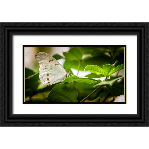 Butterfly 8 Black Ornate Wood Framed Art Print with Double Matting by Lee, Rachel