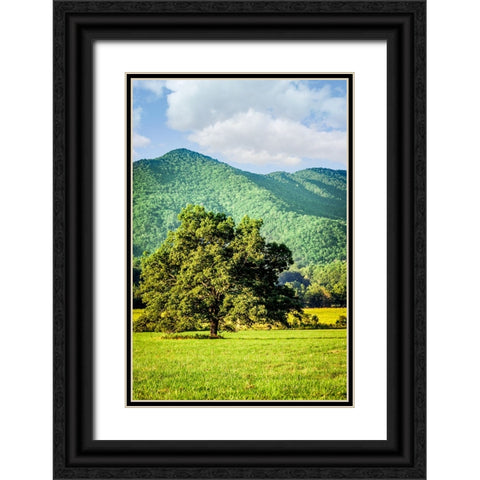 Cades Cove Tree Black Ornate Wood Framed Art Print with Double Matting by Lee, Rachel