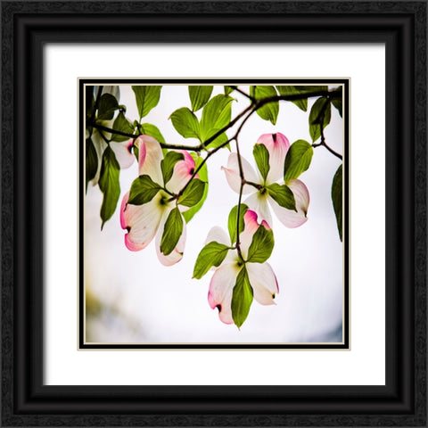 Dogwood Black Ornate Wood Framed Art Print with Double Matting by Lee, Rachel