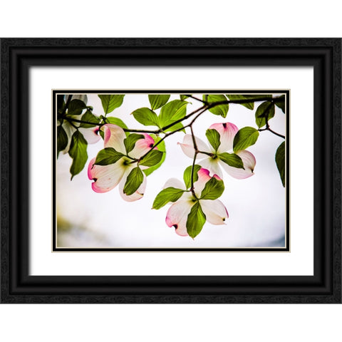 Dogwood Horizontal Black Ornate Wood Framed Art Print with Double Matting by Lee, Rachel