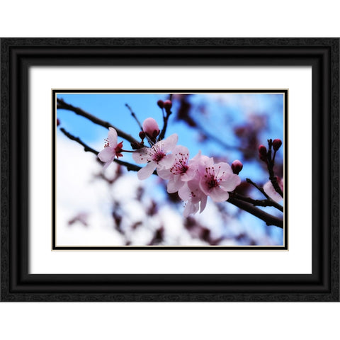 Dogwood Spring Black Ornate Wood Framed Art Print with Double Matting by Lee, Rachel