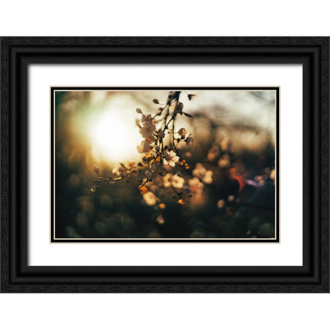 Dogwood Sunset Black Ornate Wood Framed Art Print with Double Matting by Lee, Rachel