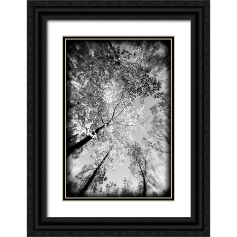 Fall Trees BW Holga Black Ornate Wood Framed Art Print with Double Matting by Lee, Rachel