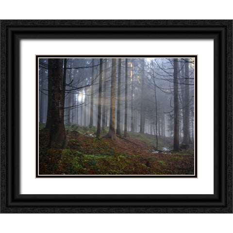 Fall Trees 14 Black Ornate Wood Framed Art Print with Double Matting by Lee, Rachel