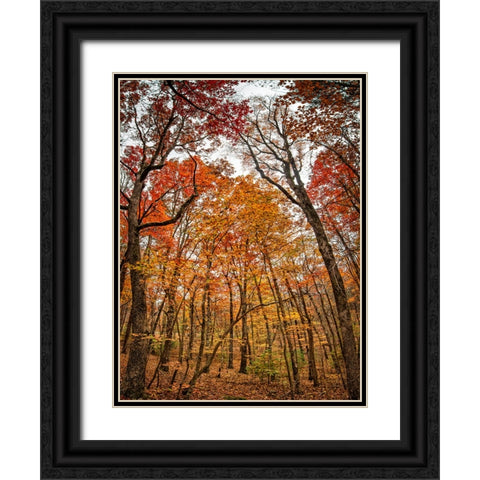 Fall Trees 17 Black Ornate Wood Framed Art Print with Double Matting by Lee, Rachel