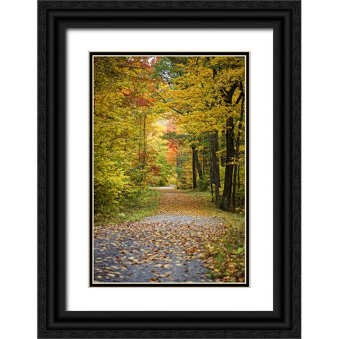 Fall Trees 4 Black Ornate Wood Framed Art Print with Double Matting by Lee, Rachel