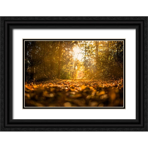 Fall Trees 5 Black Ornate Wood Framed Art Print with Double Matting by Lee, Rachel
