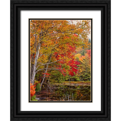 Fall Trees 7 Black Ornate Wood Framed Art Print with Double Matting by Lee, Rachel