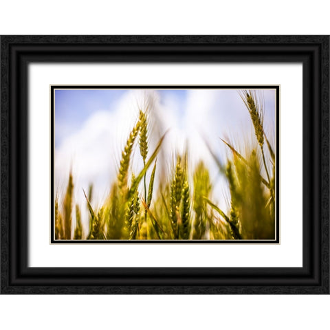 Field 1 Black Ornate Wood Framed Art Print with Double Matting by Lee, Rachel