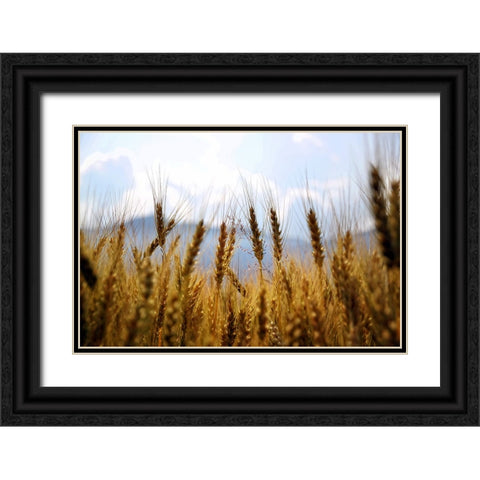 Field 11 Black Ornate Wood Framed Art Print with Double Matting by Lee, Rachel