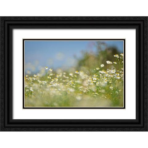 Field 3 Black Ornate Wood Framed Art Print with Double Matting by Lee, Rachel