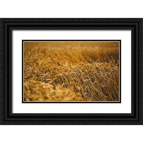 Field 5 Black Ornate Wood Framed Art Print with Double Matting by Lee, Rachel