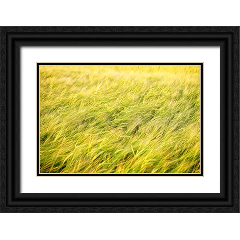 Field 8 Black Ornate Wood Framed Art Print with Double Matting by Lee, Rachel
