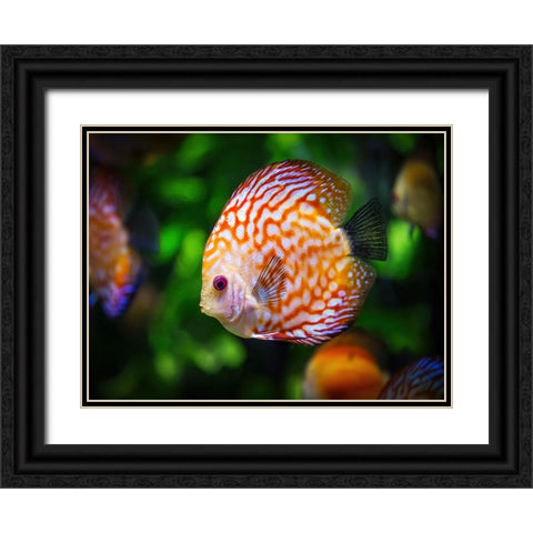 Fish 2 Black Ornate Wood Framed Art Print with Double Matting by Lee, Rachel