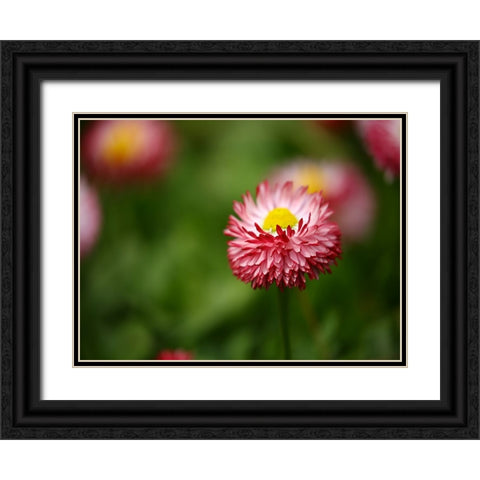 Flower 51 Black Ornate Wood Framed Art Print with Double Matting by Lee, Rachel