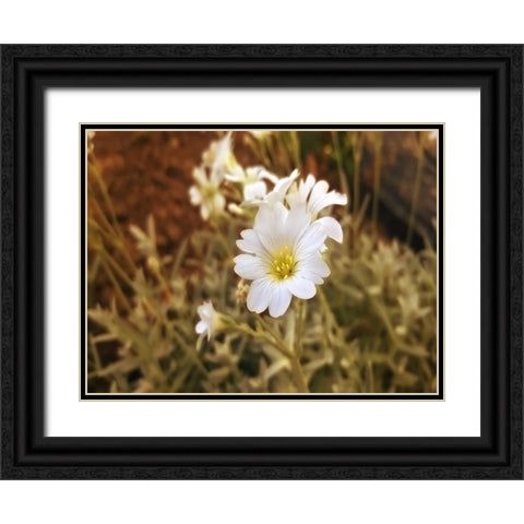 Flower 52 Black Ornate Wood Framed Art Print with Double Matting by Lee, Rachel