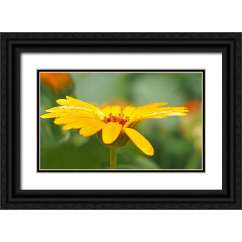 Flower 57 Black Ornate Wood Framed Art Print with Double Matting by Lee, Rachel