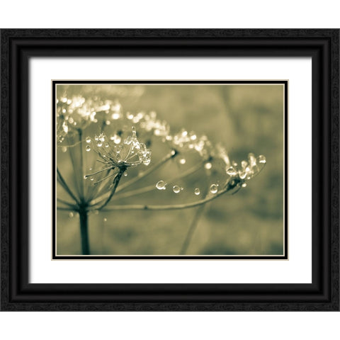 Flower 67 Black Ornate Wood Framed Art Print with Double Matting by Lee, Rachel