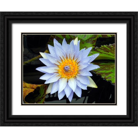 Flower 7 Black Ornate Wood Framed Art Print with Double Matting by Lee, Rachel