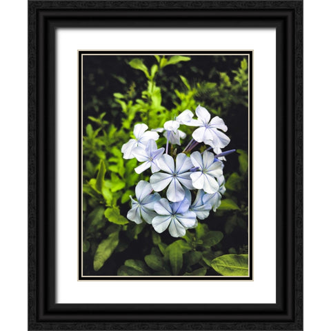 Flower 71 Black Ornate Wood Framed Art Print with Double Matting by Lee, Rachel