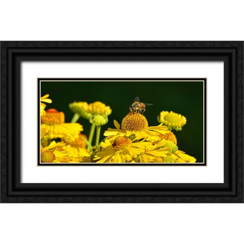 Flower Bee Black Ornate Wood Framed Art Print with Double Matting by Lee, Rachel