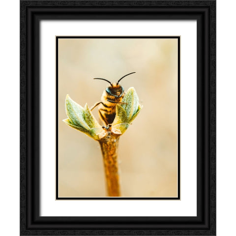 Flower Bee 3 Black Ornate Wood Framed Art Print with Double Matting by Lee, Rachel