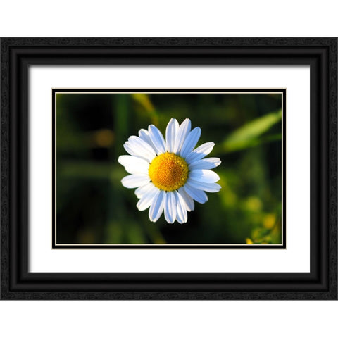 Flower Daisy Black Ornate Wood Framed Art Print with Double Matting by Lee, Rachel