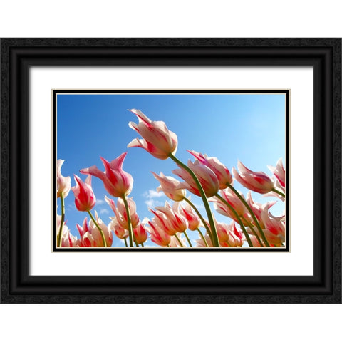 Flower Tulips Black Ornate Wood Framed Art Print with Double Matting by Lee, Rachel