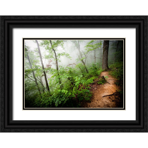 Foggy Forest Path Black Ornate Wood Framed Art Print with Double Matting by Lee, Rachel