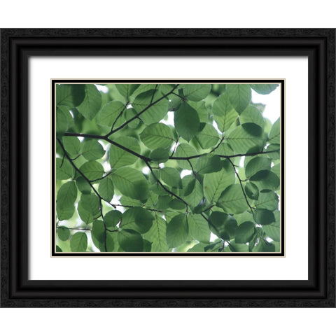 Leaves 14 Black Ornate Wood Framed Art Print with Double Matting by Lee, Rachel