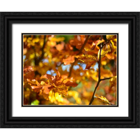 Leaves 15 Black Ornate Wood Framed Art Print with Double Matting by Lee, Rachel