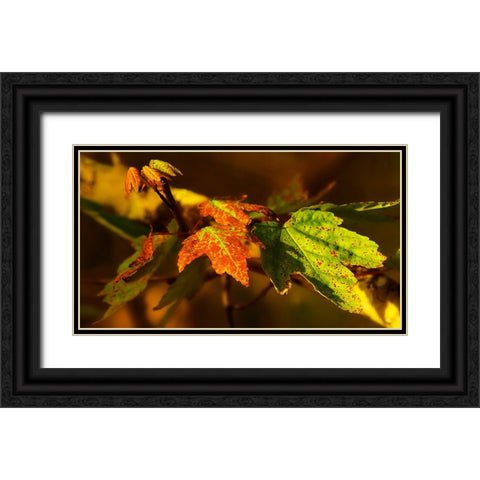 Leaves 21 Black Ornate Wood Framed Art Print with Double Matting by Lee, Rachel