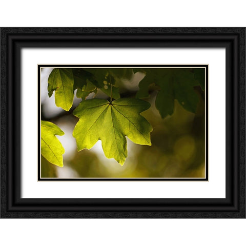 Leaves 5 Black Ornate Wood Framed Art Print with Double Matting by Lee, Rachel