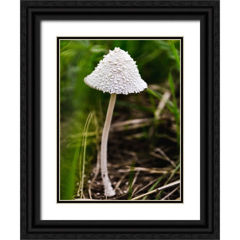 Mushroom 1 Black Ornate Wood Framed Art Print with Double Matting by Lee, Rachel