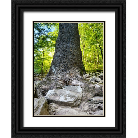 Pocket Wilderness Dayton 7 Black Ornate Wood Framed Art Print with Double Matting by Lee, Rachel