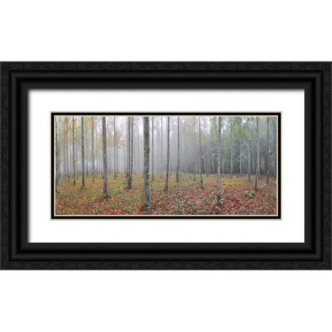 Prentice Tree Pano Black Ornate Wood Framed Art Print with Double Matting by Lee, Rachel