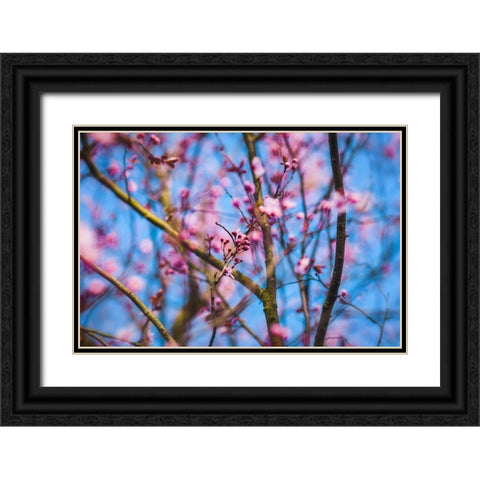 Spring Bloom Black Ornate Wood Framed Art Print with Double Matting by Lee, Rachel