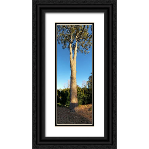St Elmo Pine Black Ornate Wood Framed Art Print with Double Matting by Lee, Rachel
