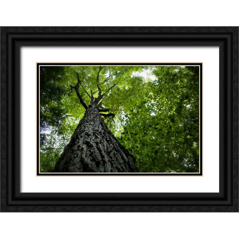 Trees 1 Black Ornate Wood Framed Art Print with Double Matting by Lee, Rachel