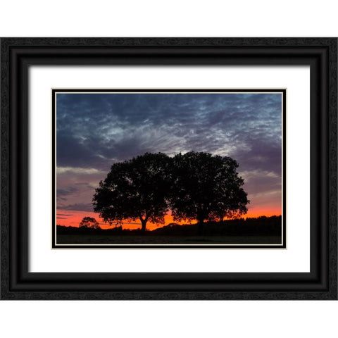 Trees 14 Black Ornate Wood Framed Art Print with Double Matting by Lee, Rachel