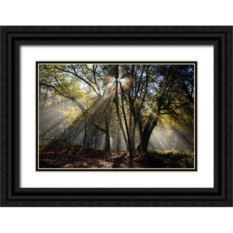 Trees 17 Black Ornate Wood Framed Art Print with Double Matting by Lee, Rachel