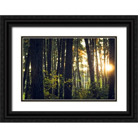 Trees 19 Black Ornate Wood Framed Art Print with Double Matting by Lee, Rachel