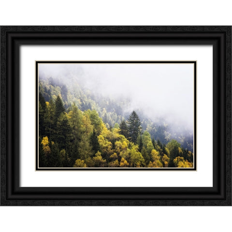 Trees 23 Black Ornate Wood Framed Art Print with Double Matting by Lee, Rachel