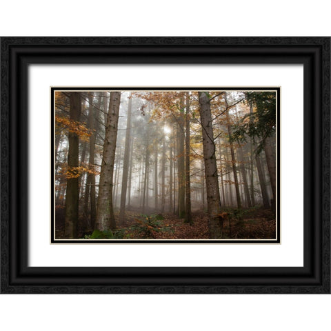 Trees 3 Black Ornate Wood Framed Art Print with Double Matting by Lee, Rachel